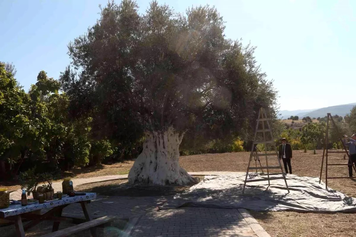 Bin 300 yıllık zeytin ağacı 250 kilo ürün verdi