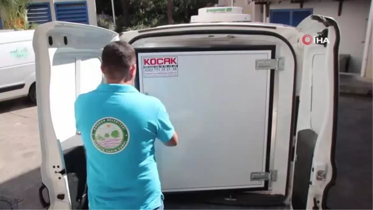 Muğla haberi | Bodrum Belediyesi\'nden sokak hayvanları için mama üretimi