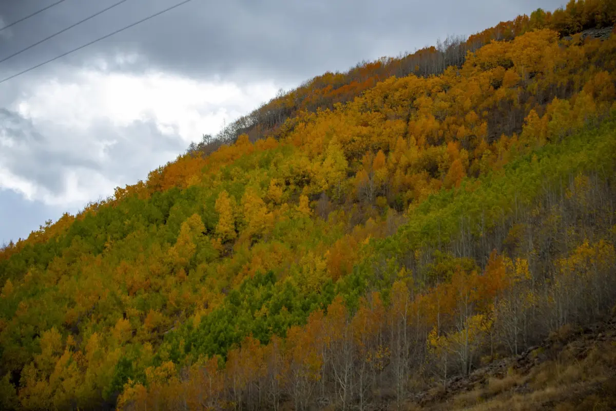 Erzurum haberi! Erzurum\'un dağlarında sonbahar renkleri yaşanıyor