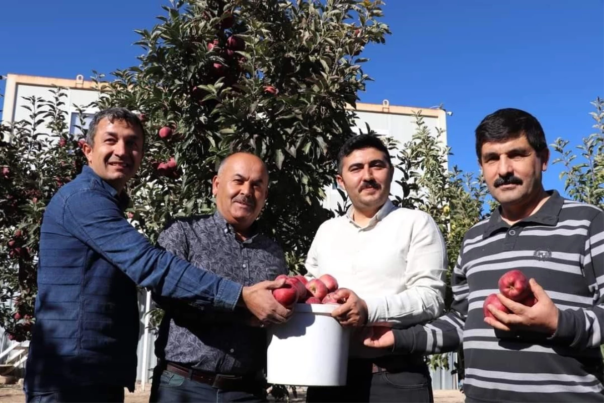 Sivas ekonomi haberi: Gürün\'de elma hasadında sona gelinde