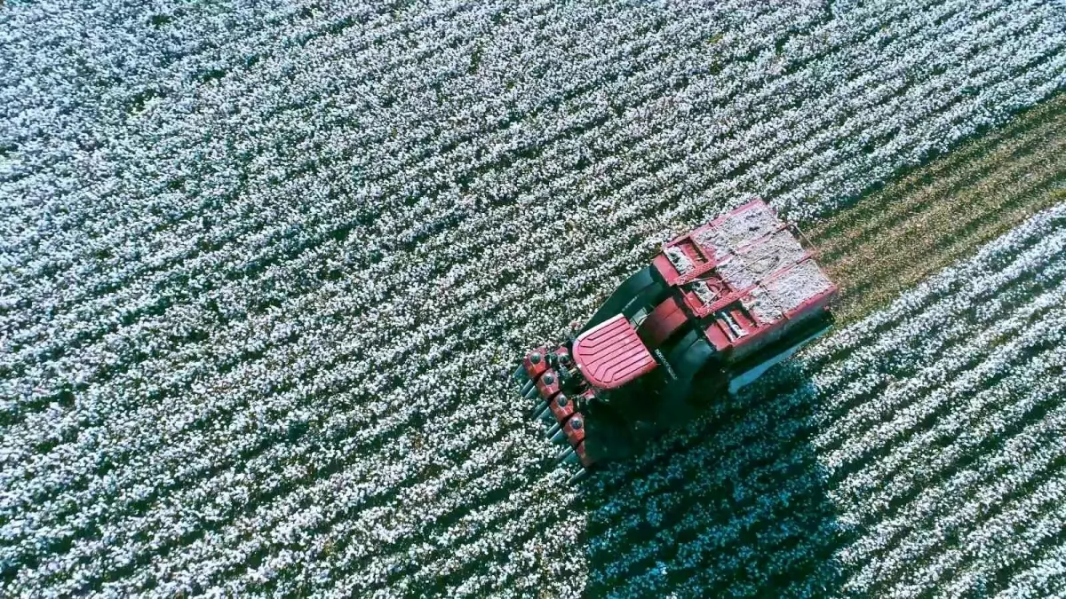 İzmir haber: İzmir\'deki \'Beyaz Altın\'da hasat zamanı