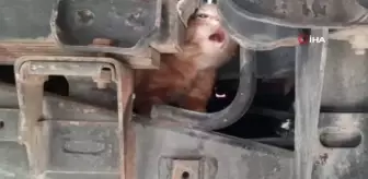 Kamyonete sıkışan kediyi önce kurtardı sonra sahiplendi