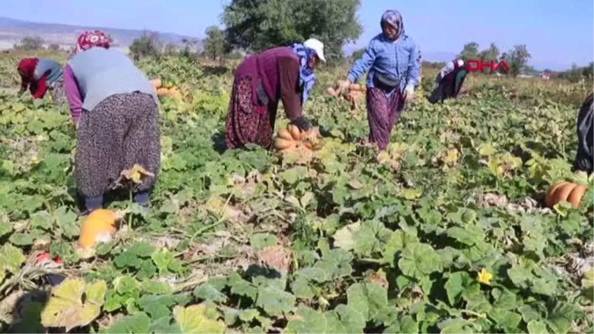 KIRMIZI BAL KABAĞINDA ERKEN HASAT