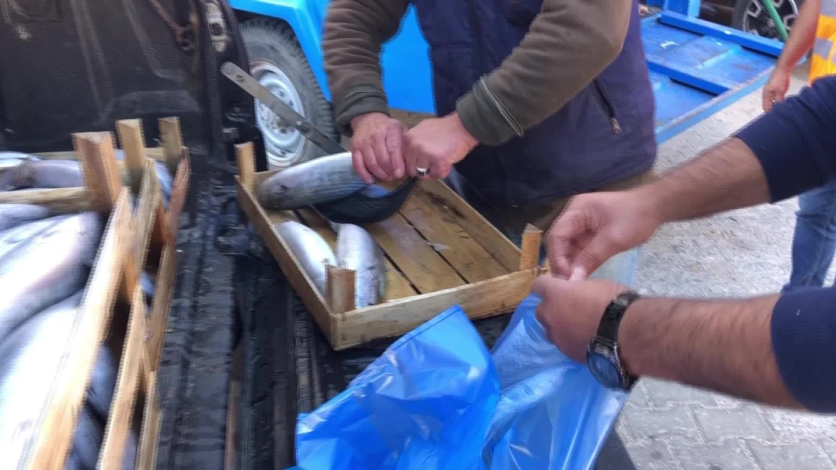 Edirne yerel: Süloğlu Belediyesi, 200 Aileye Ücretsiz Palamut Balığı Dağıttı