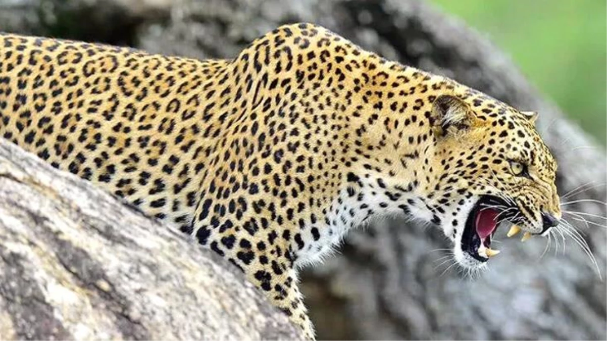 16 aylık bebek leopar saldırısında yaşamını yitirdi