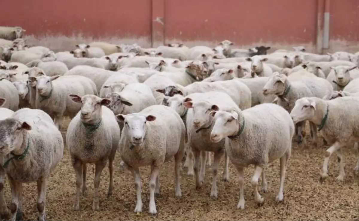 2 milyon metrekarelik çiftlikte hem eğitim hem üretim