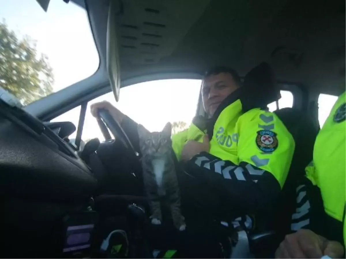 A cat got into the police car to elude dogs chasing it