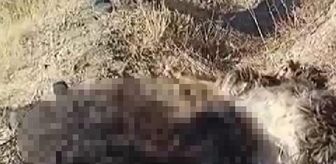 Son dakika haberi! Batman'da kurtların saldırısına uğrayan 20 keçi öldü
