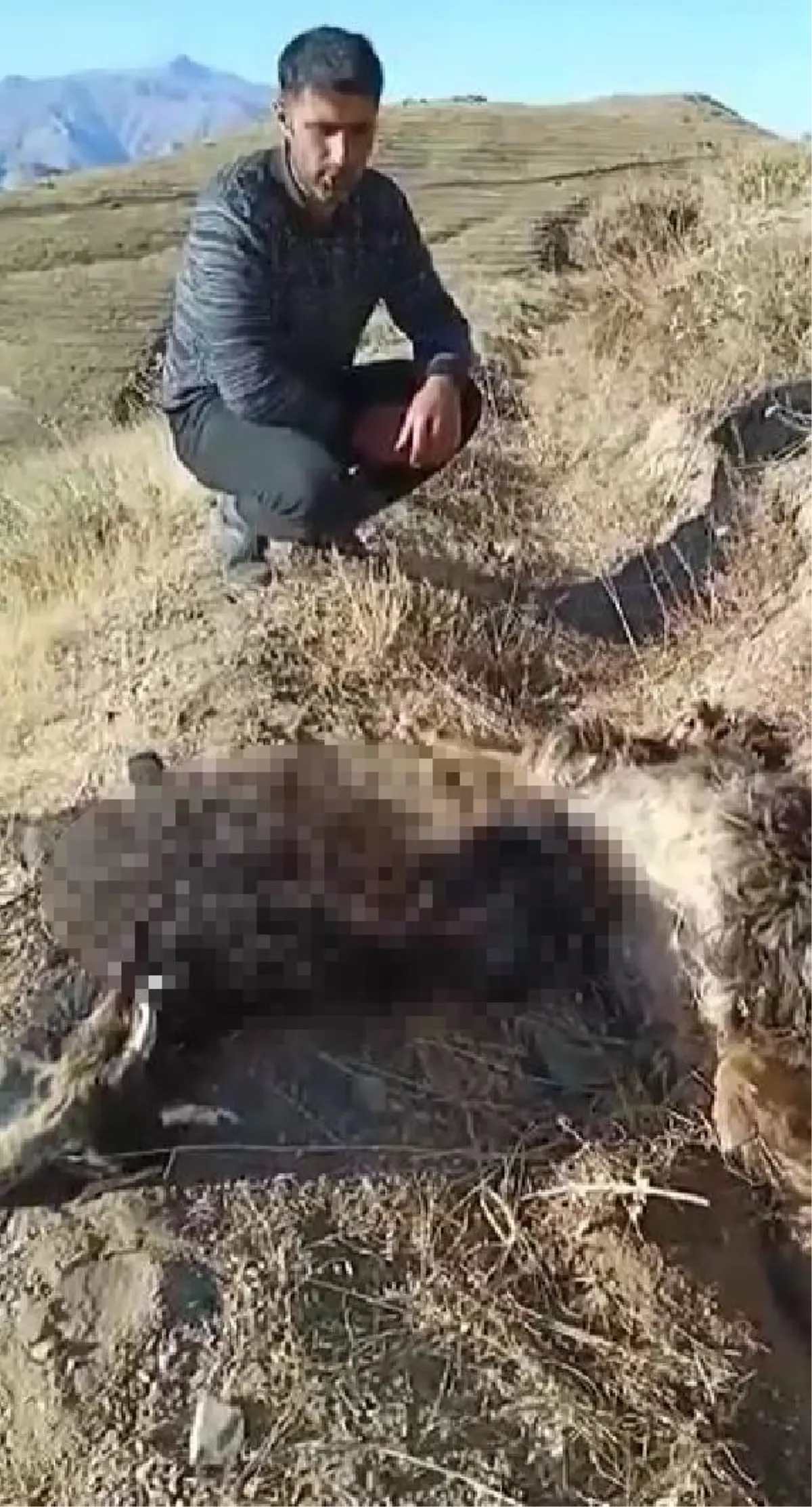 Son dakika haberi! Batman\'da kurtların saldırısına uğrayan 20 keçi öldü