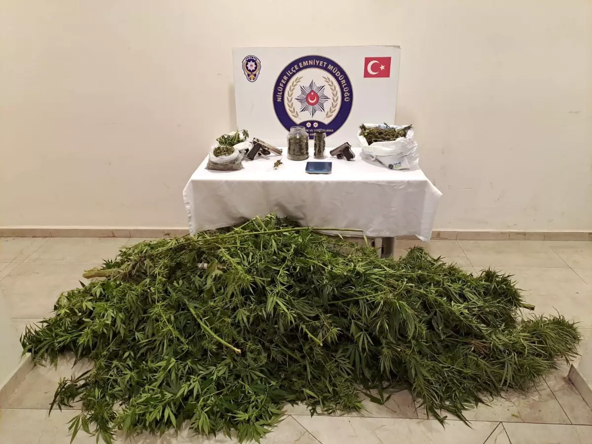 Bursa haberi! Bursa\'da evlerinin bahçesinde uyuşturucu yetiştiren iki şüpheli yakalandı