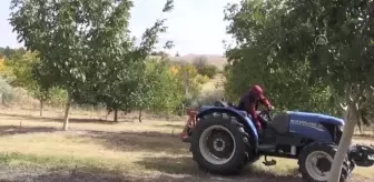 Ceviz zorlu üretim sürecinin ardından tezgahlardaki yerini alıyor