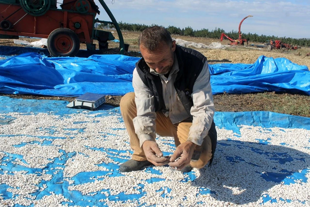 Balıkesir ekonomi haberi | Manyas\'ta Kazak fasulyesi hasadı başladı