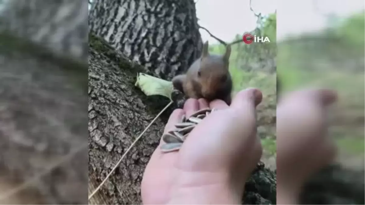 Sincaba elleriyle çekirdek yedirdi