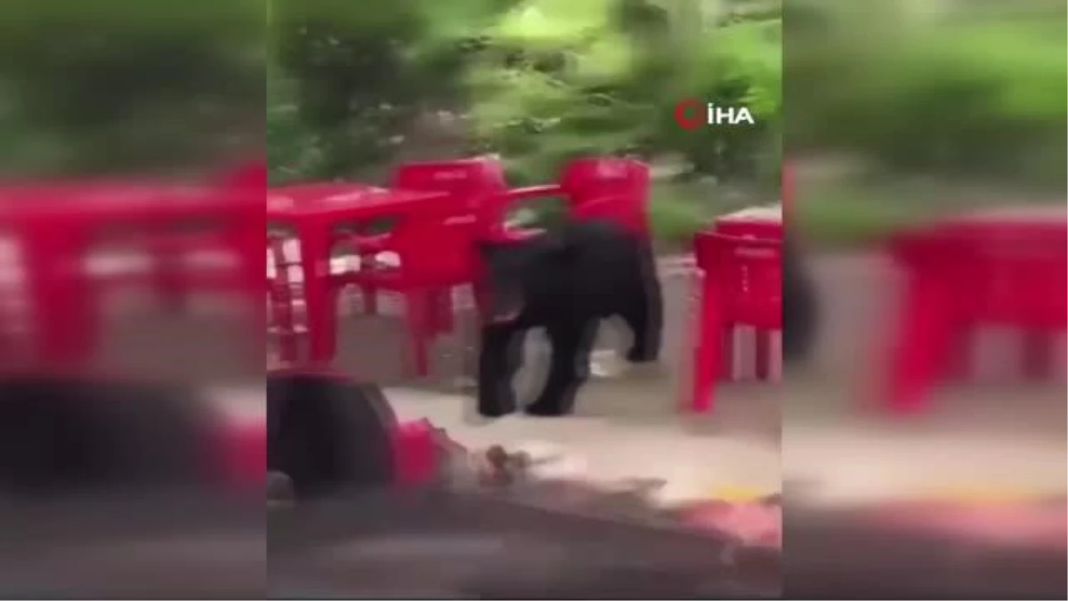 Üniversite kampüsüne giren ayı öğrencinin çantasını çaldı
