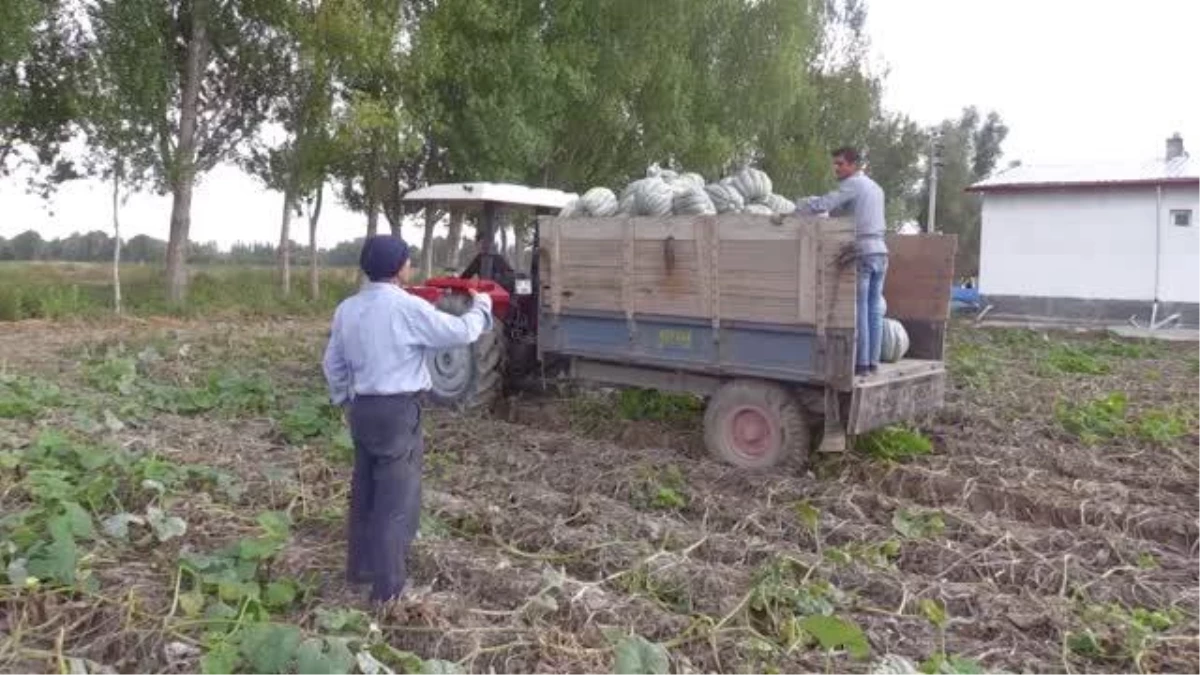 Afyonkarahisar\'da "bal kabağı" hasadı yapılıyor