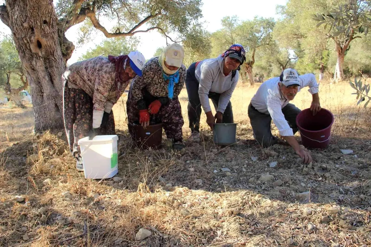 Aydın yerel haberleri | Aydın\'da zeytin hasadı başladı