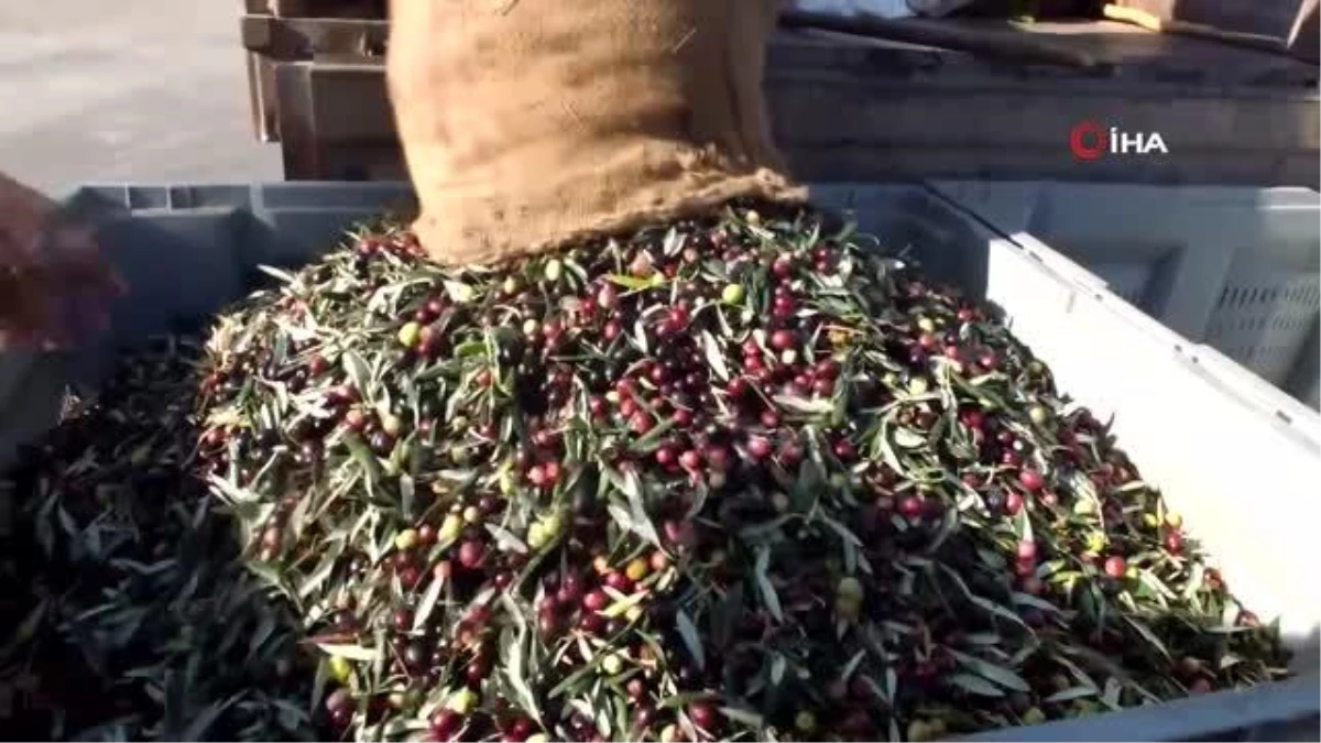 Balıkesir yerel haberleri | Balıkesir\'de üreticiler zeytinyağı fiyatının açıklanmasını bekliyor