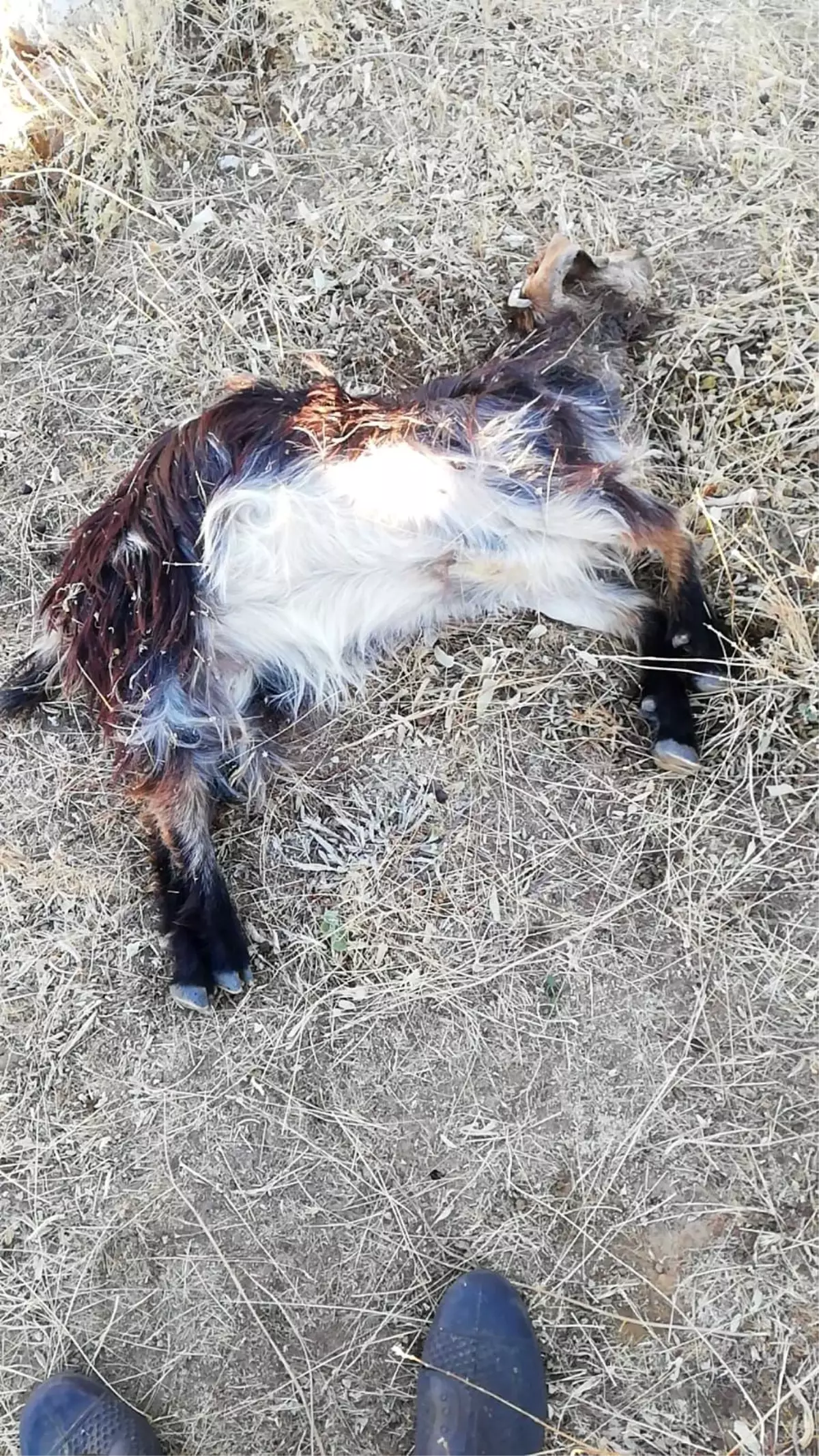 Batman yerel haberi | Batman\'da kurtların saldırısına uğrayan 20 keçi telef oldu