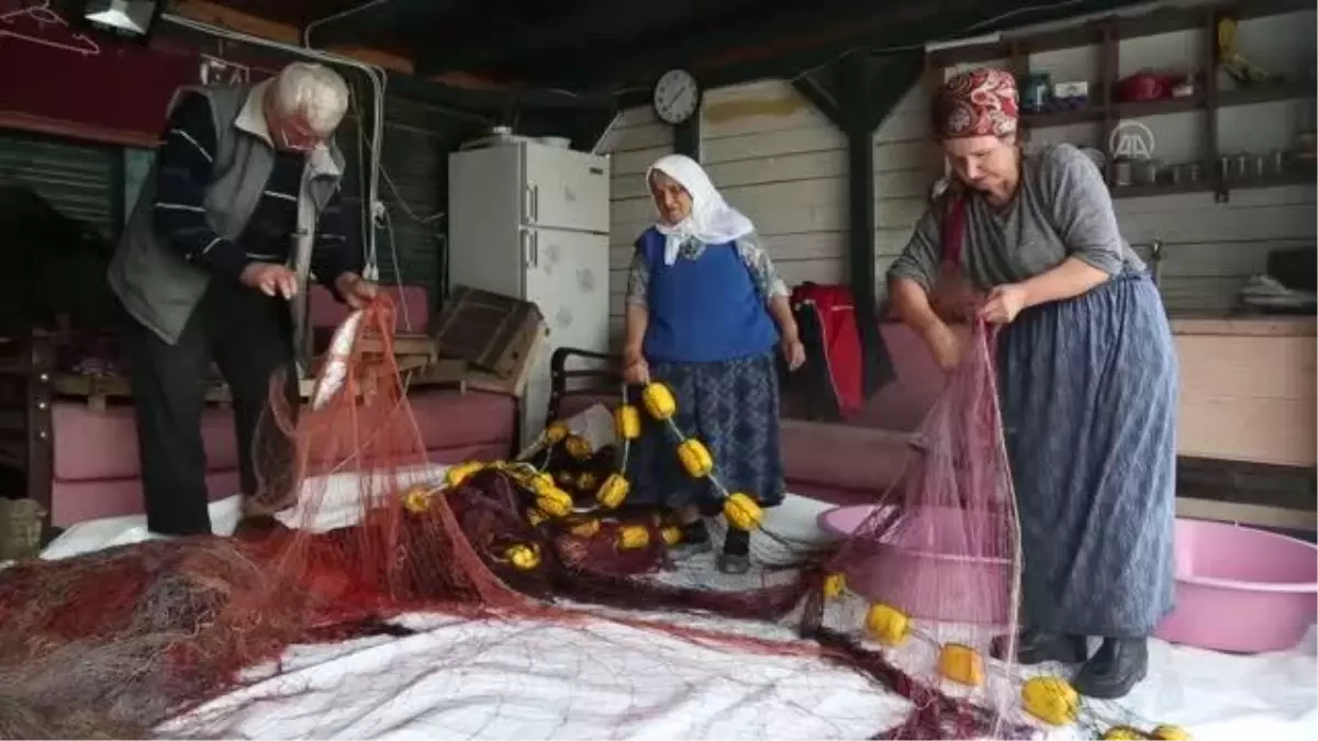 KASTAMONU - Balıkçıların ağlarına bol palamut takılıyor