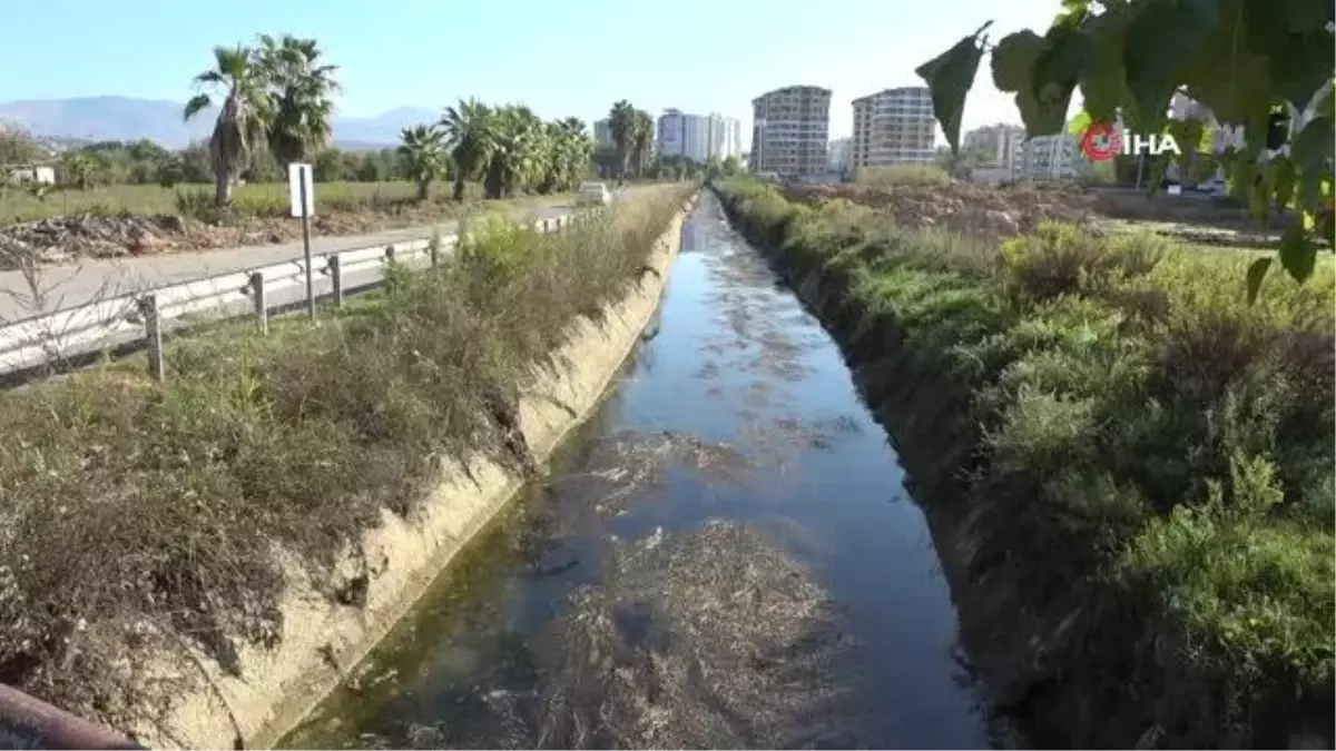 Manavgat\'ta sulama kanalında balık ölümleri