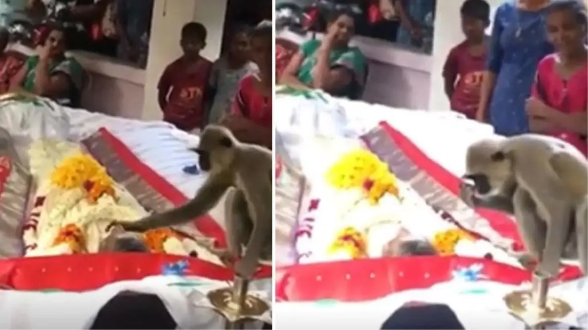 Ölen sahibine öpücükle veda eden maymun, cenazeye katılanlara büyük şaşkınlık yarattı