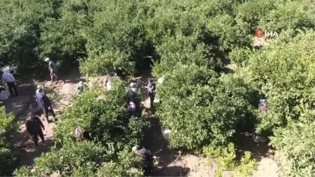 Sarı altın satsuma mandalinasında hasat zamanı