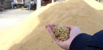 Sinop yerel haberleri... Sinop'ta çeltik kurutma işlemleri sürüyor