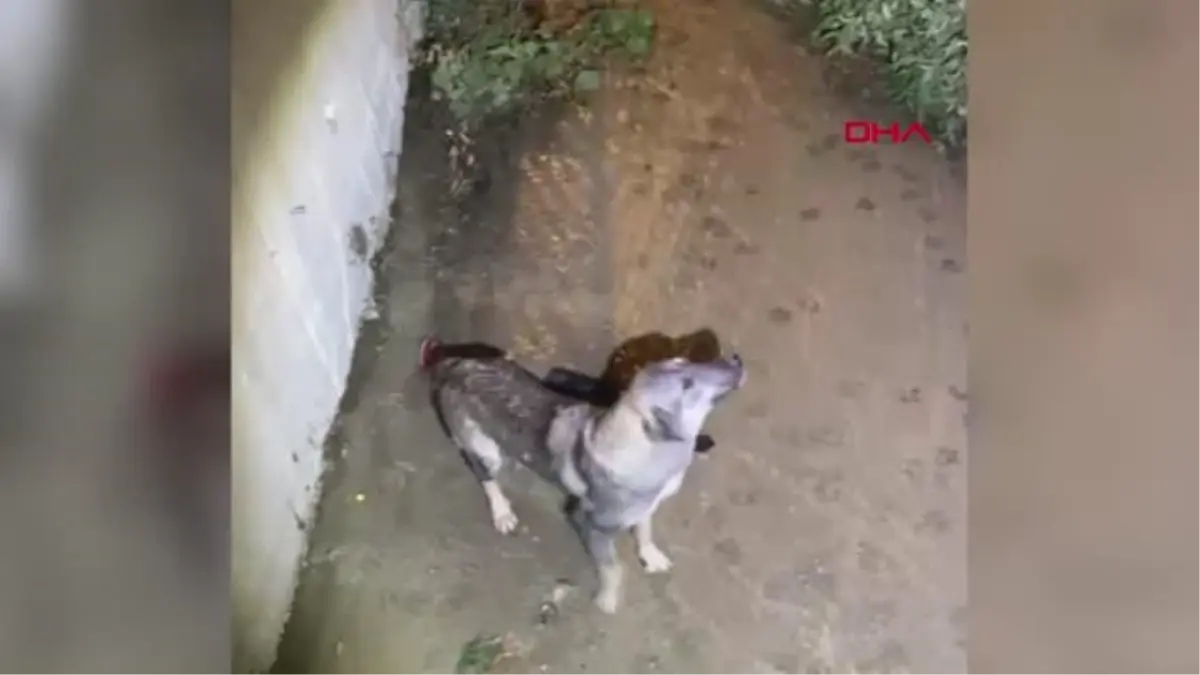 ŞIRNAK\'TA SU KANALINA DÜŞEN KÖPEK KURTARILDI