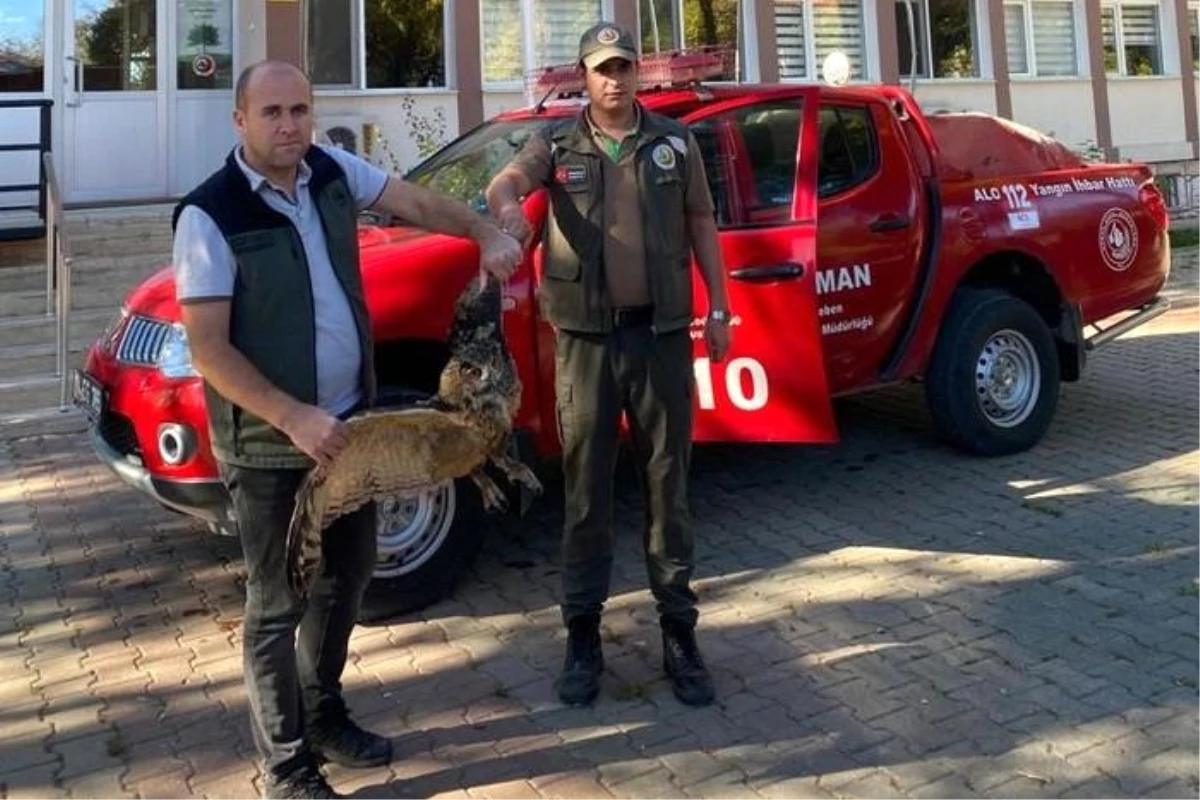 Son dakika haberleri | Yaralı puhu kuşu tedavi altına alındı