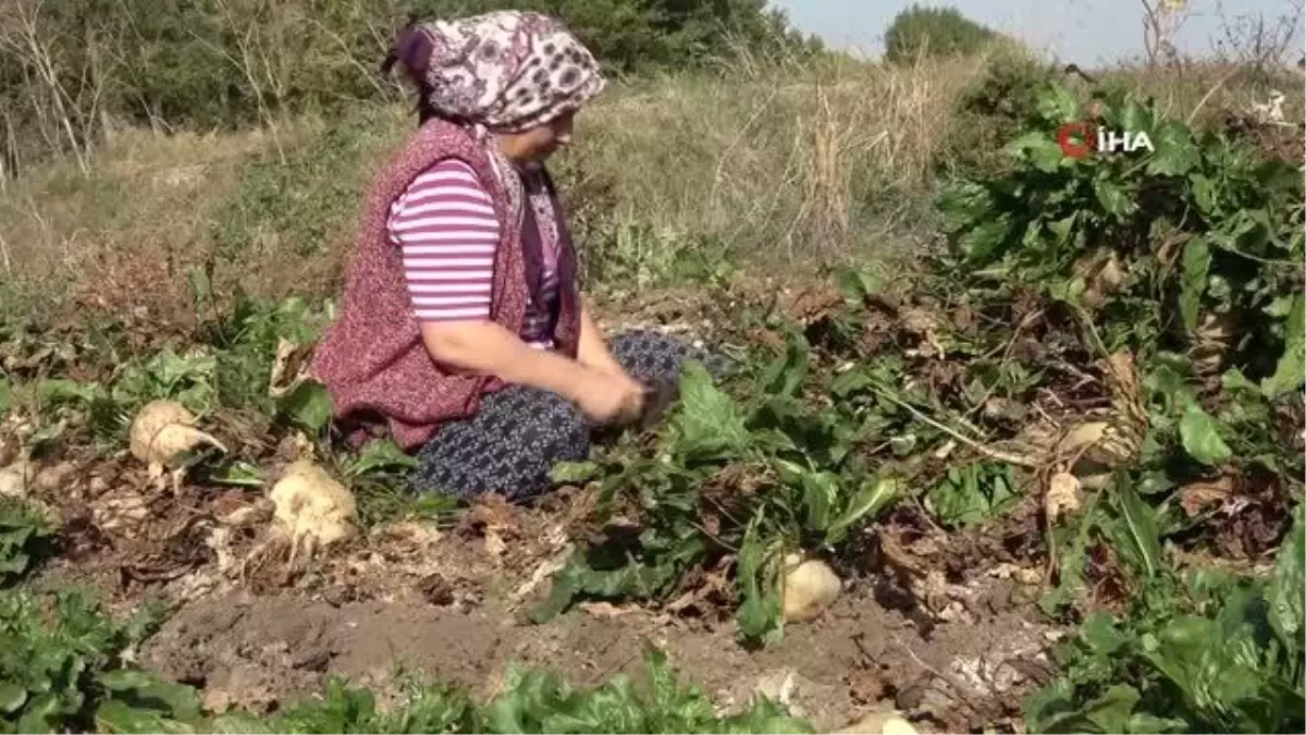 Son dakika haber! Ateşler yakıldı pekmez kazanları kaynamaya başladı