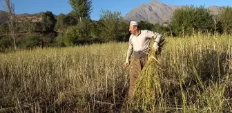 Derecik'te susam hasadı başladı
