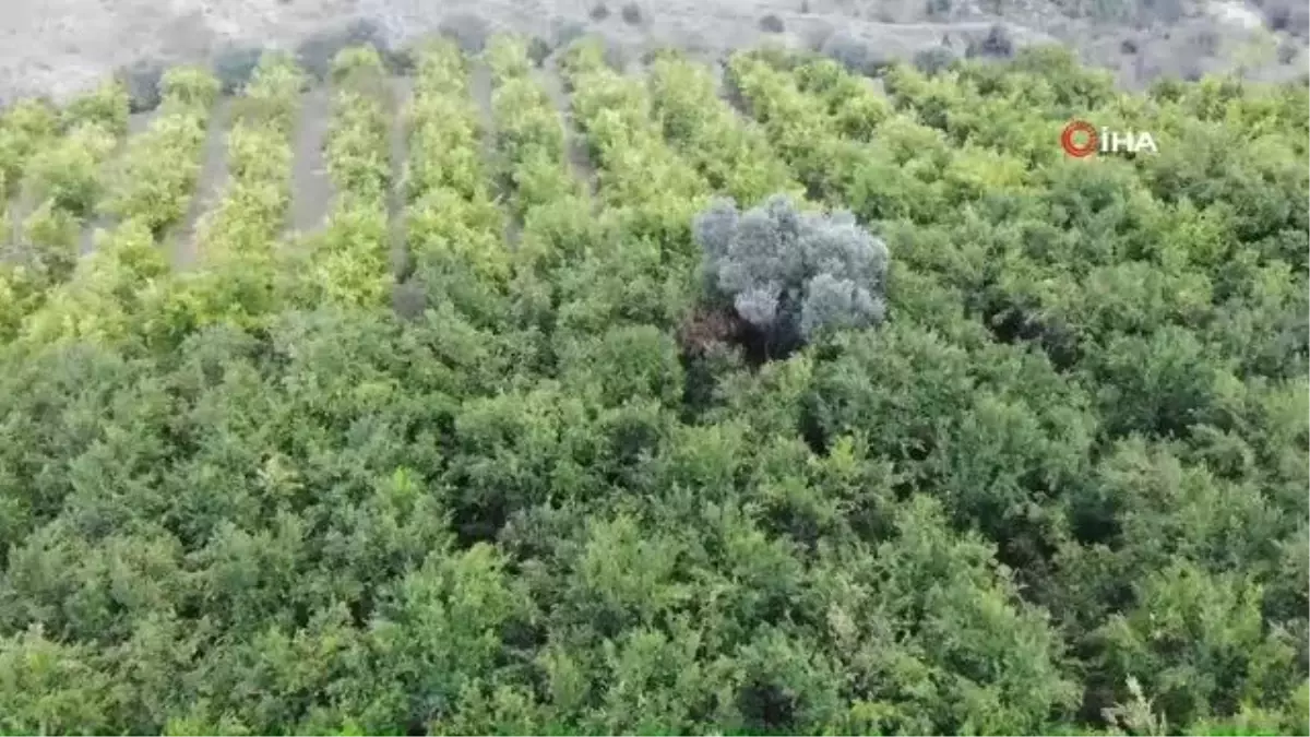 Osmanlı Sarayının yüzde 50 nar ihtiyacın karşılandığı Bilecik\'te nar pekmezi de yapılmaya başlandı