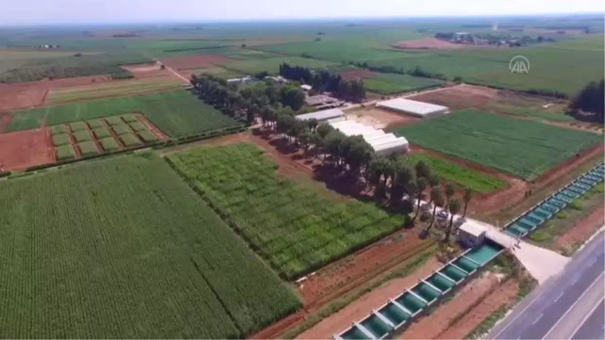 ŞANLIURFA - "İnci darısı" yüksek ot verimi ve kalitesiyle kaba yem üretimine katkı sağlayacak