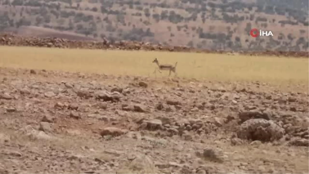 Teröristlerden temizlenen Cudi Dağı, ceylanlarla şenlendi