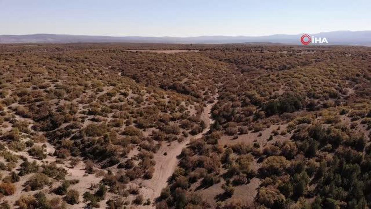 Eskişehir'de sonbahar renklerine bürünen ağaçlar kartpostallık görüntüler oluşturdu