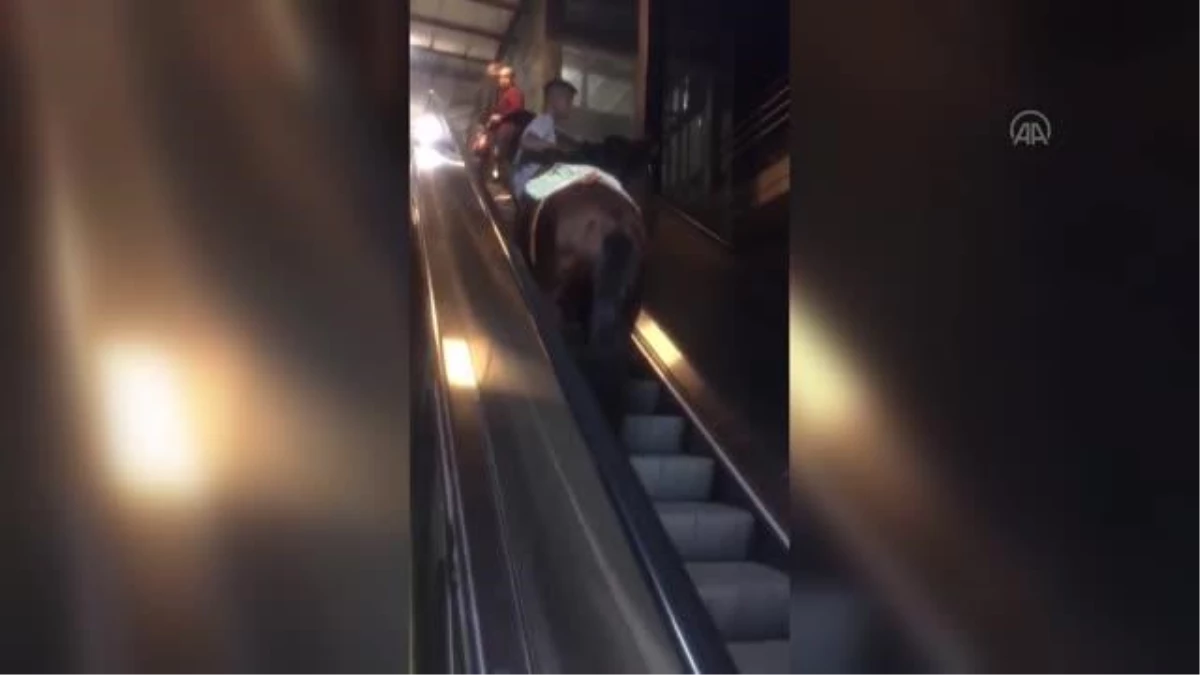 İzmir\'de bir atın yürüyen merdivenle üst geçide çıkarılması kameraya yansıdı