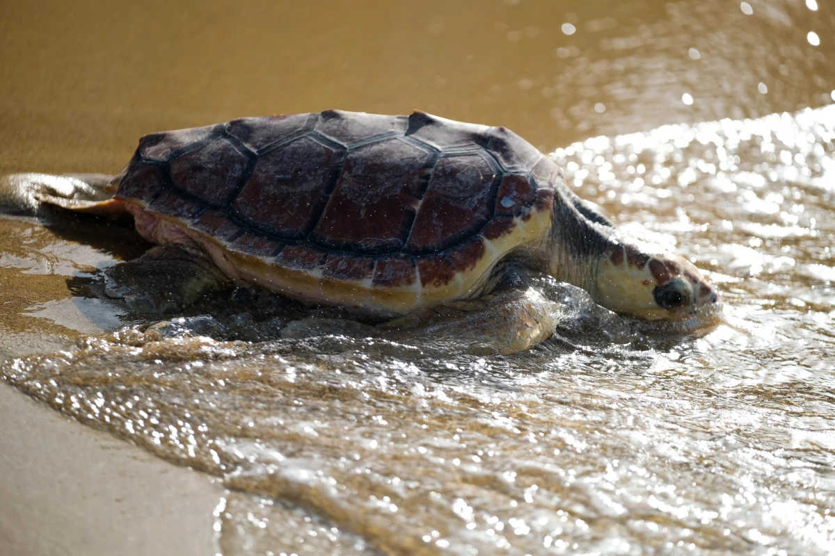 Malta\'da Rehabilite Edilen Kaplumbağa Yeniden Denize Bırakıldı
