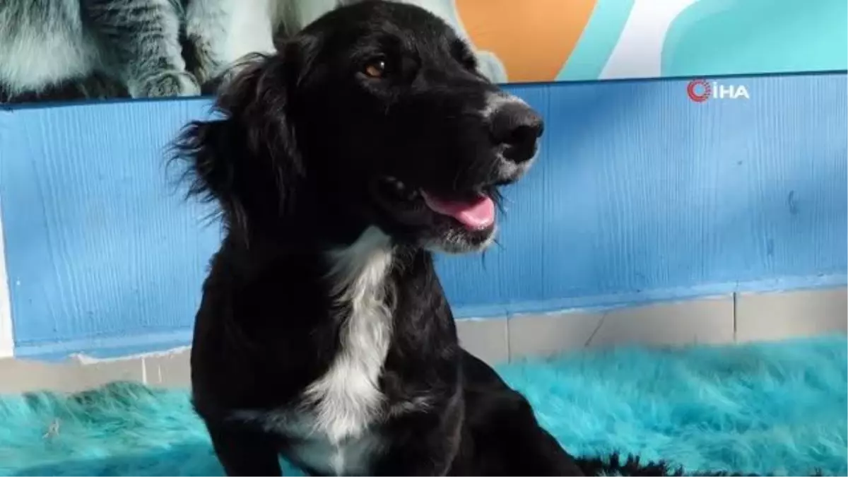 Özel yürüteçle hayata tutunan köpek yeni sahibini bekliyor