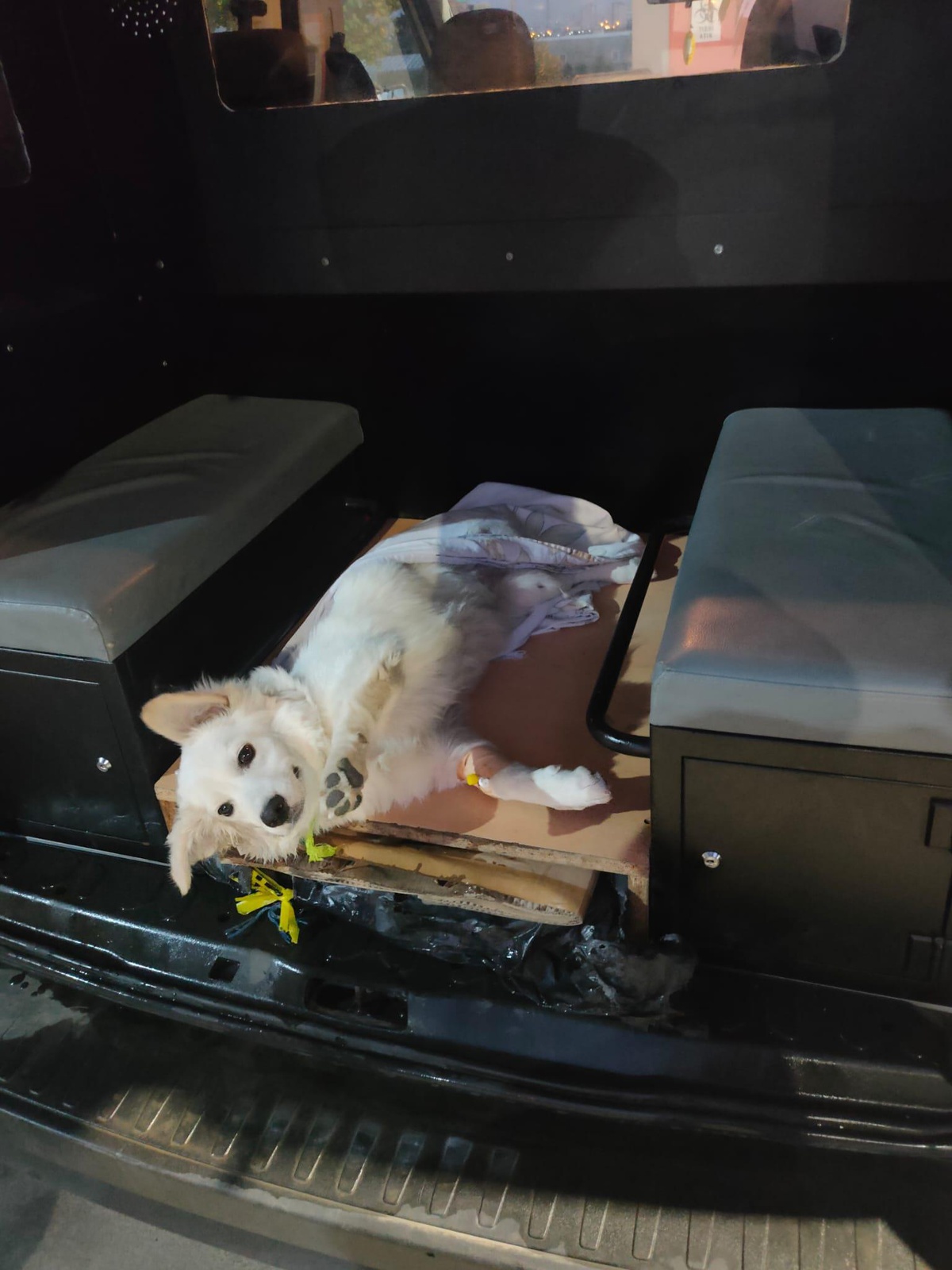 Polis devriye sırasında yaralı bulduğu köpeği tedavi ettirdi