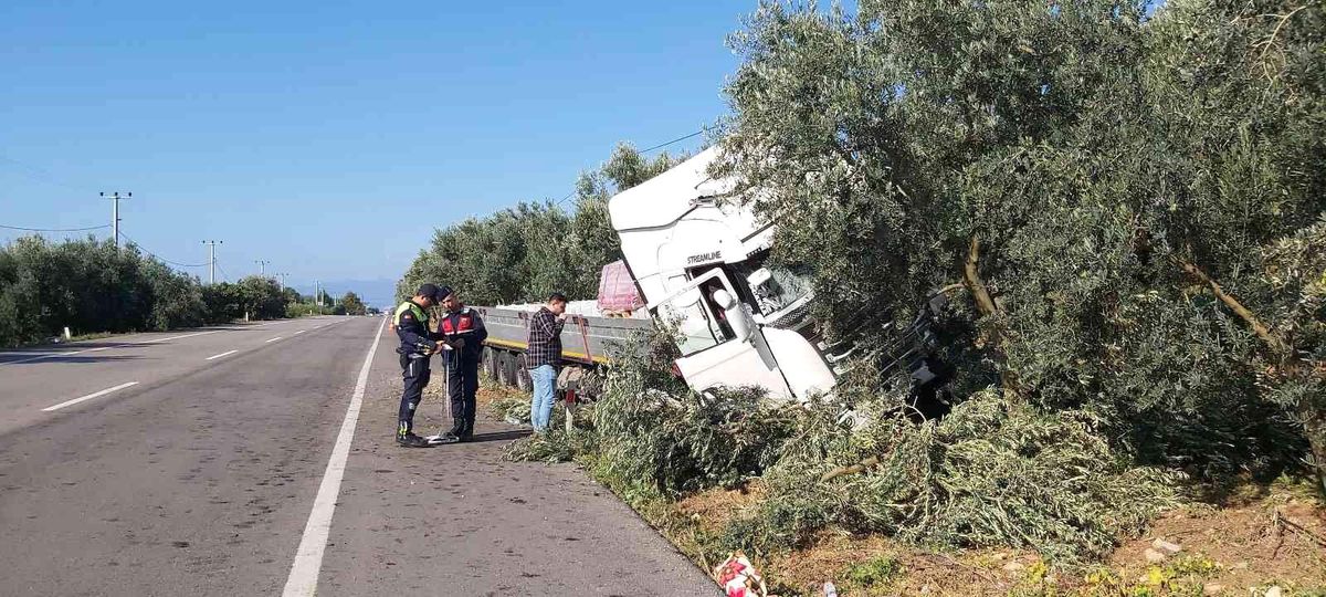 Uyuyan şoför zeytinliğe daldı