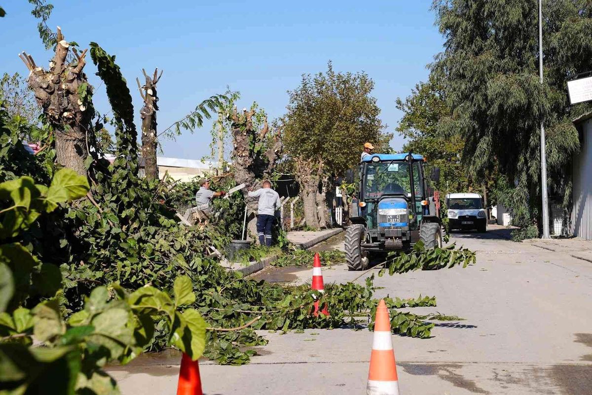 Yunusemre\'de budanan ağaçlar ihtiyaç sahiplerine yakacak olacak