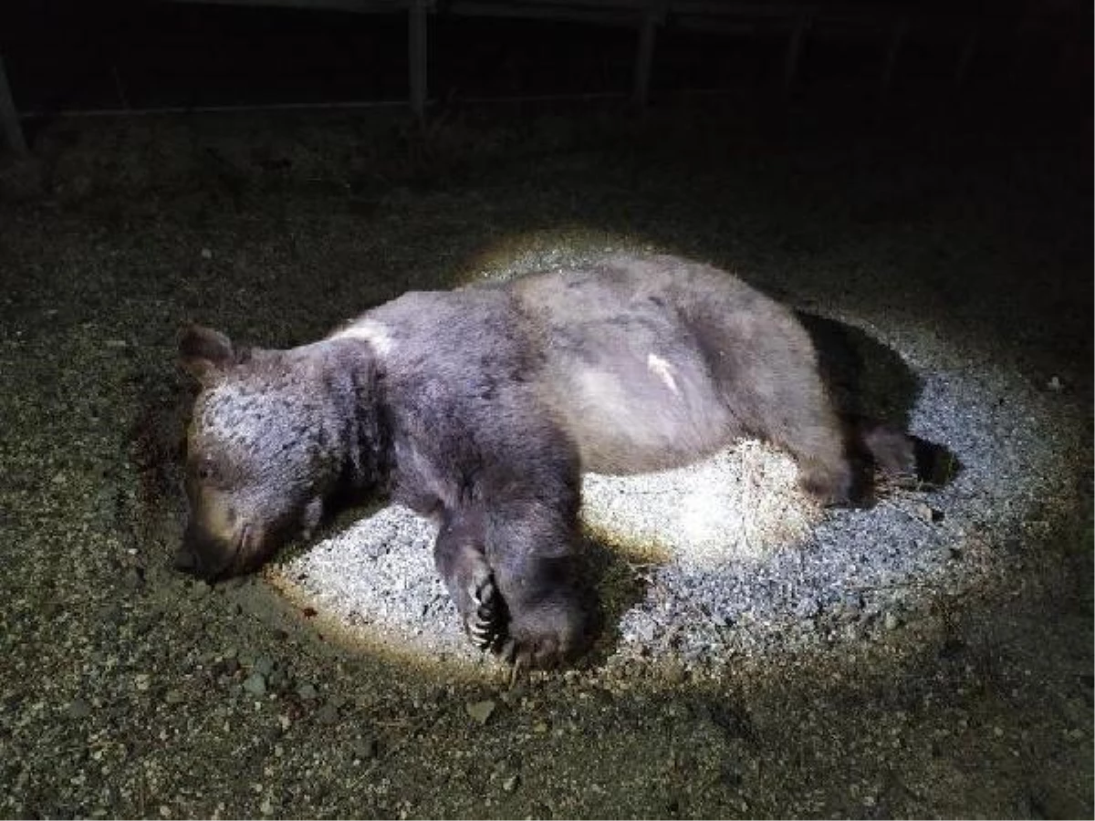 Ankara\'da hafif ticari aracın çarptığı boz ayı öldü