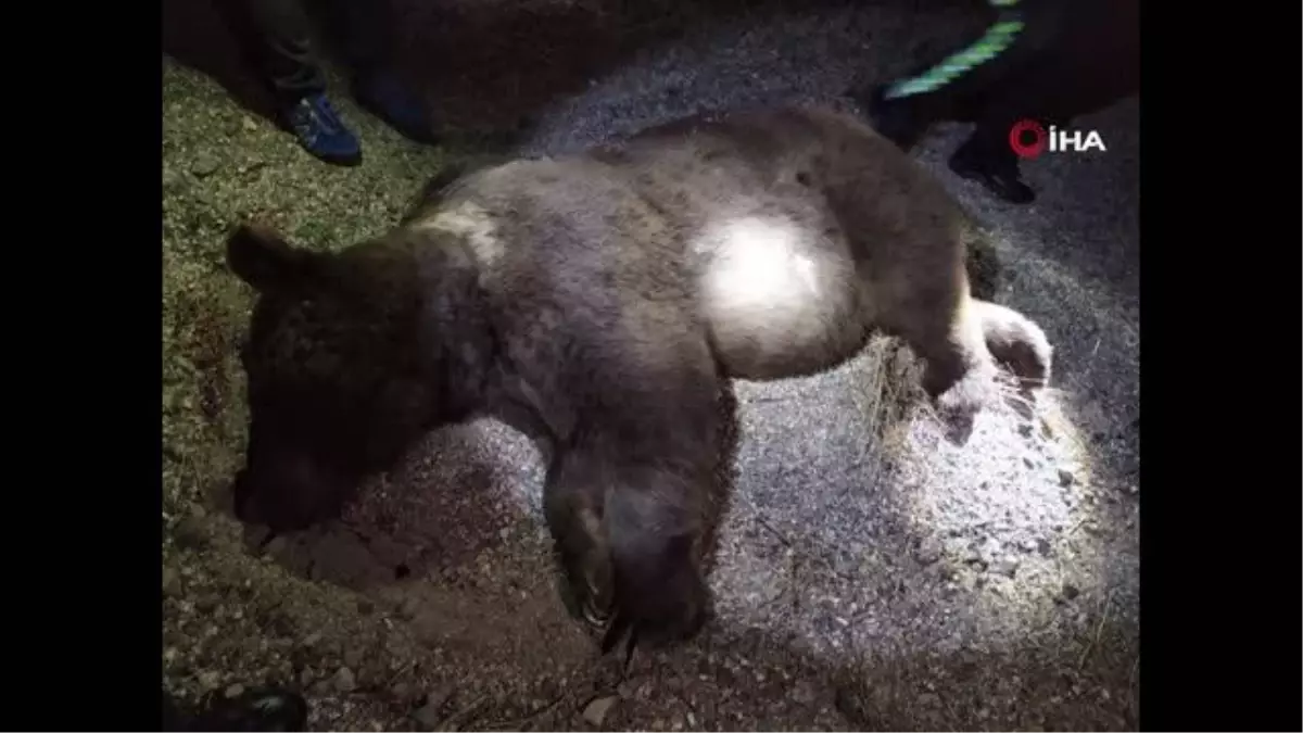 Ankara'da yola çıkan ayıya araç çarptı