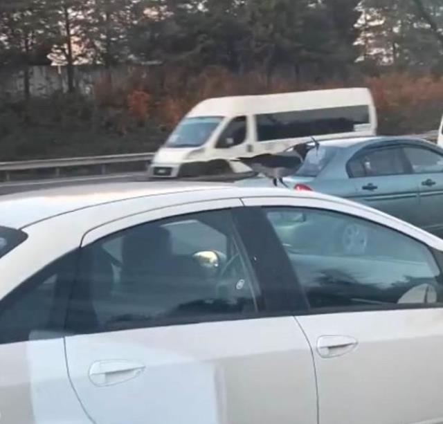 Araç üzerinde yolculuk eden karga! Trafikte bu ana tanıklık edenler telefonlarına sarıldı