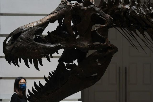 Tyrannosaurus Rex İskeleti Singapur'da Sergileniyor Tyrannosaurus Rex İskeleti Singapur'da Sergileniyor