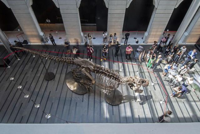 Tyrannosaurus Rex İskeleti Singapur'da Sergileniyor Tyrannosaurus Rex İskeleti Singapur'da Sergileniyor