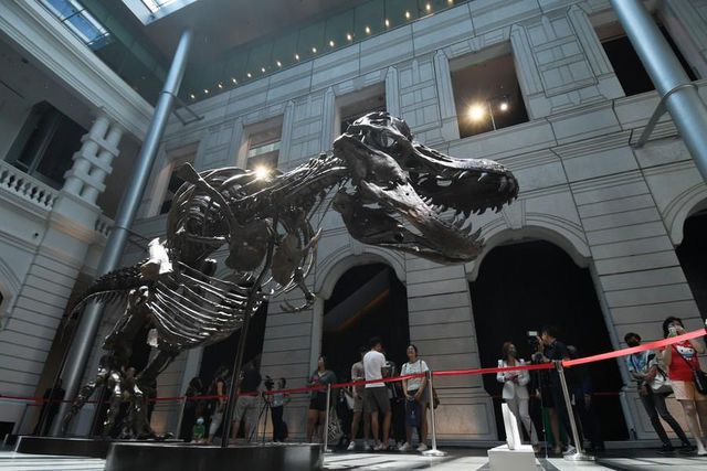Tyrannosaurus Rex İskeleti Singapur'da Sergileniyor Tyrannosaurus Rex İskeleti Singapur'da Sergileniyor
