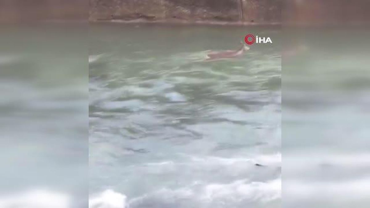 Artvin'de dereye düşen karaca böyle görüntülendi