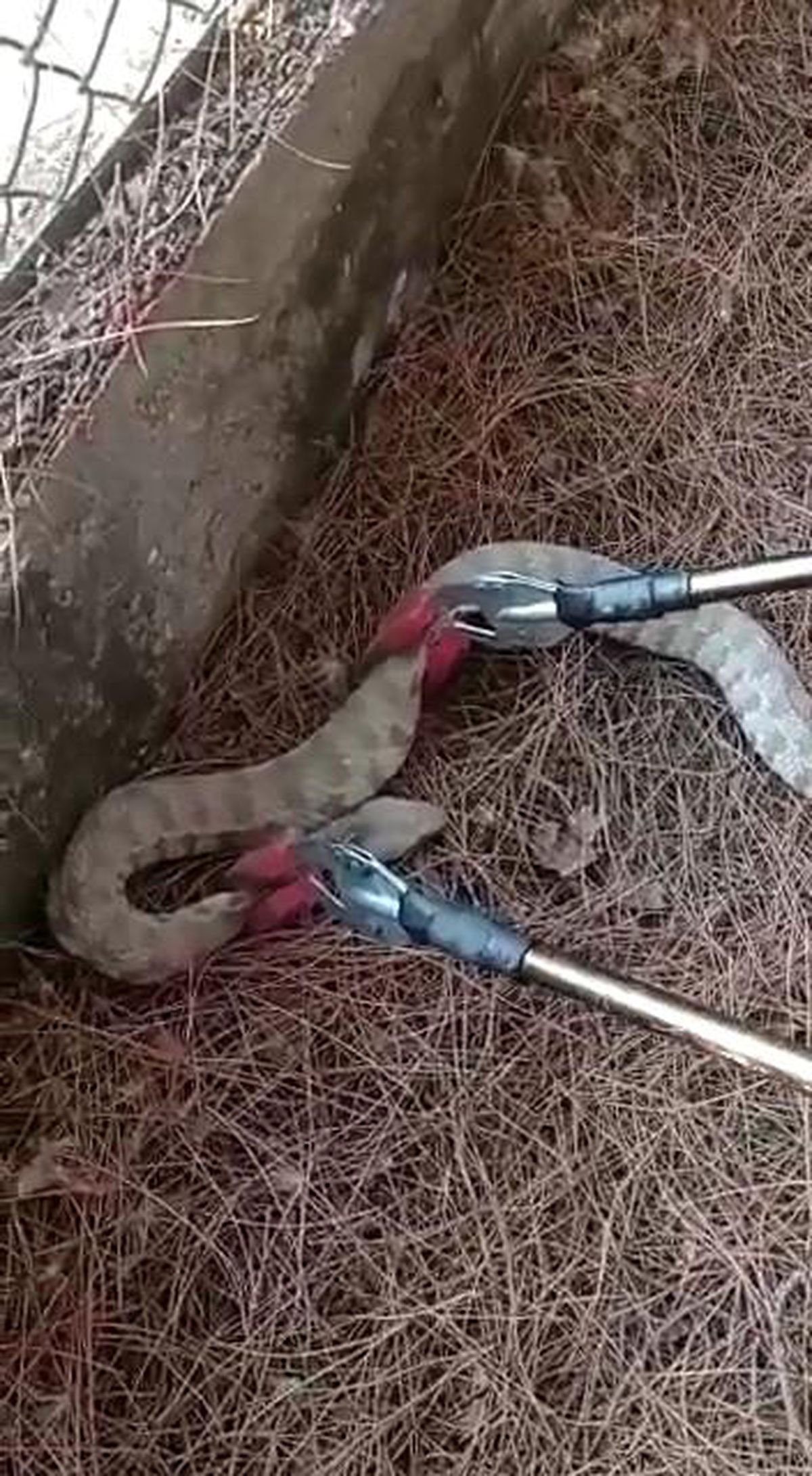 Bahçede görülen yılan yakalandı