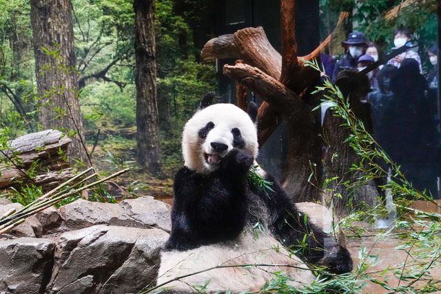 Çinli Dev Pandaların Japonya'ya Gelişinin 50. Yıldönümü Kutlanıyor Çinli Dev Pandaların Japonya'ya Gelişinin 50. Yıldönümü Kutlanıyor